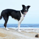 Dogs of Carmel Beach