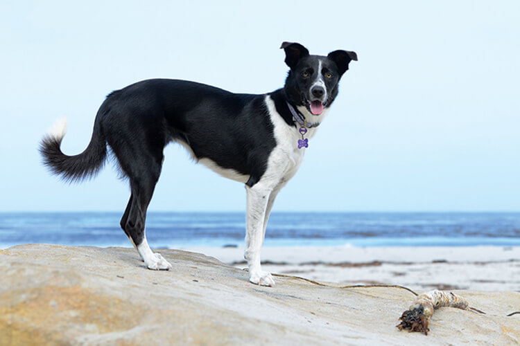 dogs-of-carmel-beach