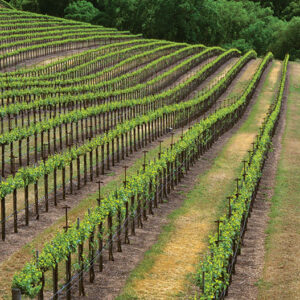 Agriculture - Hillside wine grape vineyard showing early Spring foliage growth / Carmel Valley, California, USA.