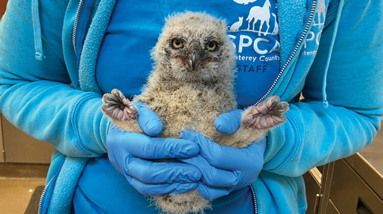 Saving Wild Lives