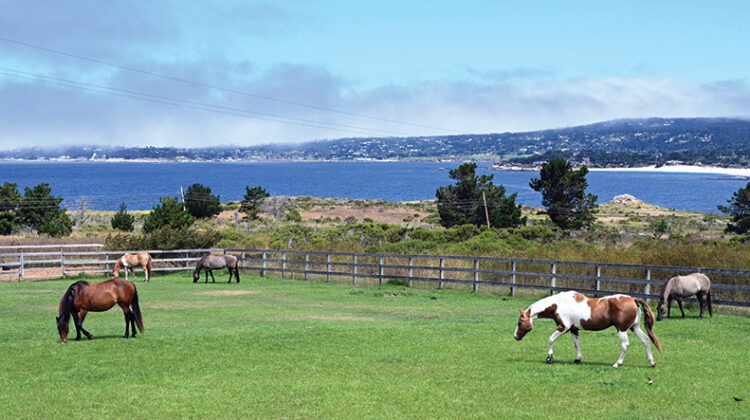 An Equine Paradise By the Sea